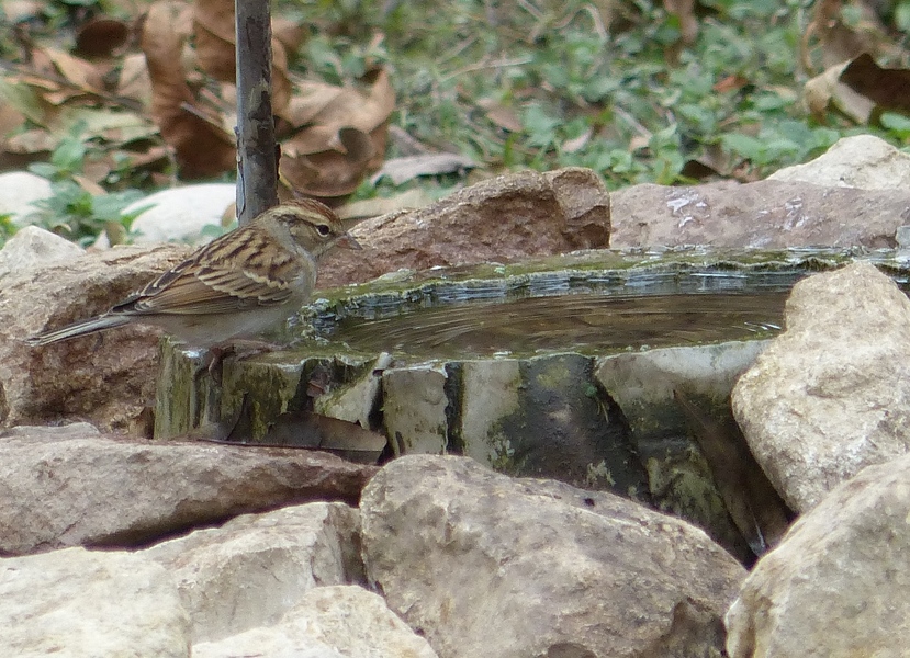 Chipping Sparrow